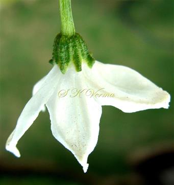  Calyx